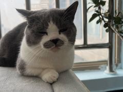 -喵宠乐园·撸猫互动·猫舍