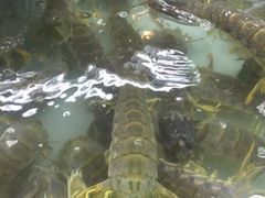 -班赞海鲜市场
