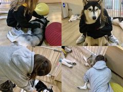 -Husky Go! 哈士奇体验馆·宠物咖啡厅狗咖
