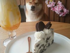 鹿丸焦糖巧克力-柴源莊·柴小宠柴犬咖啡