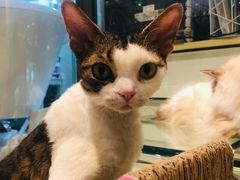 -momokira米努特·德文卷毛猫·棉花面纱犬