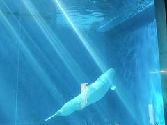 -芜湖新华联大白鲸海洋公园