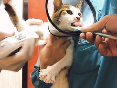 -安安宠医宠物医院·异宠·犬猫内科(岳阳分院)
