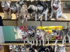 -Husky Go! 哈士奇体验馆·宠物咖啡厅狗咖