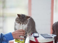 -喵屿·大理花园猫咖