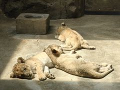 -上海野生动物园