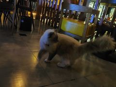 -故遥酒馆.赛事直播