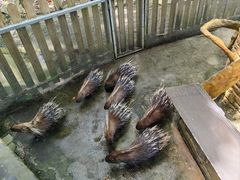 -呀诺达热带雨林
