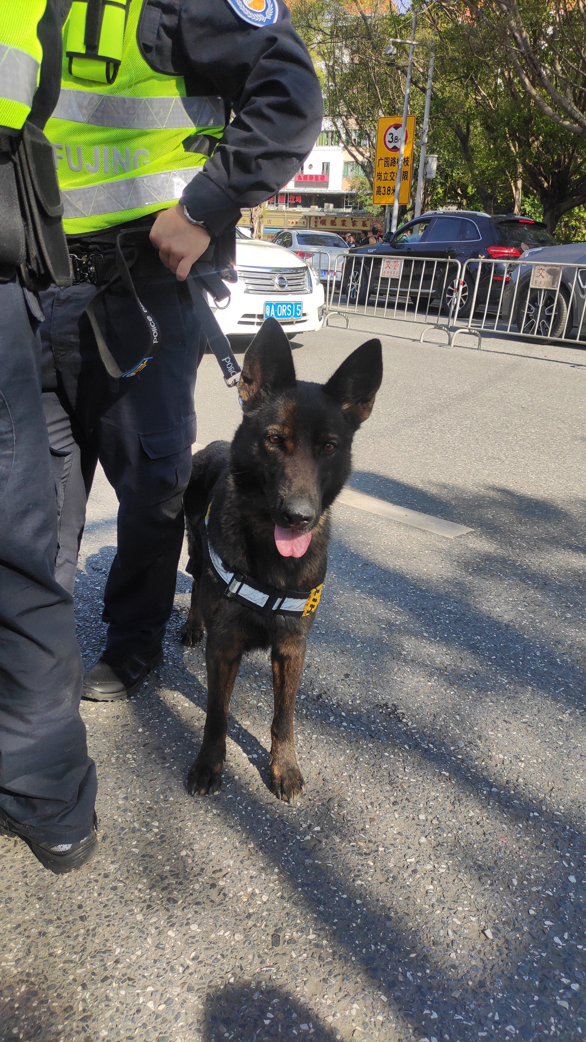 你遇见过执勤的警犬吗