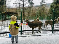 -武陵山森林公园