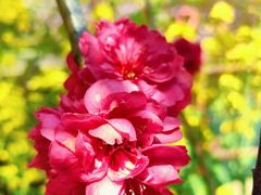 -南汇桃花村