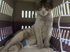 -艾贝尔宠物医院·24H转诊中心·肿瘤猫专科(江宁双龙店)