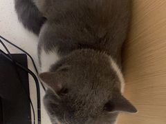 -瑞派康怡24h宠物医院·犬猫医疗中心·微创绝育(瑞景分院)