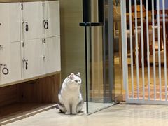 -藏猫猫咖啡主题馆(中央大道店)