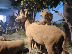 -国家自然博物馆