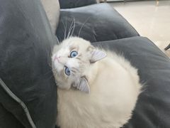 -佳雯宠物医院·皮肤科·内外科(春晓路分院)