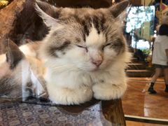 -more than meow吴止猫主题餐厅(承德 中船汇店)