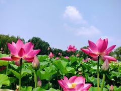 -白洋淀景区