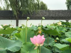 -白洋淀景区