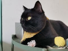 -猫在这儿猫咪咖啡馆·撸猫馆