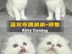 -小猫来了·猫舍(红山六九七九店)