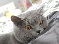 -芭比堂爱心动物医院(柯桥康爱分院)