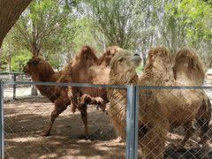 -长白岛森林公园