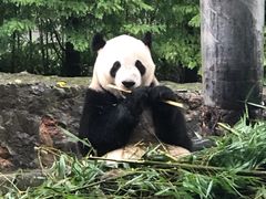 -都江堰中华大熊猫苑