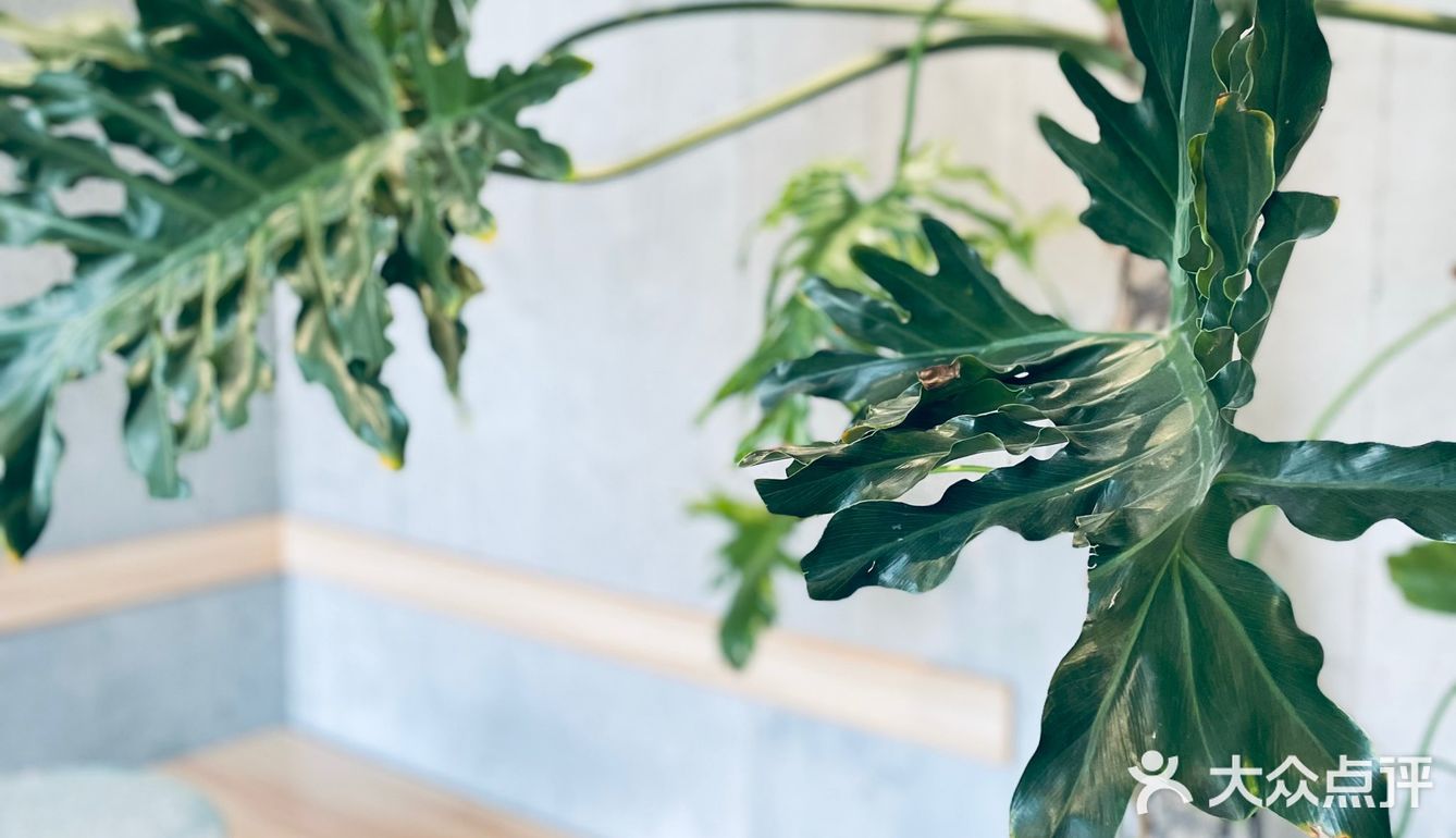 种草冰博克 爱了