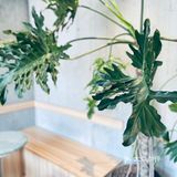 种草冰博克 爱了