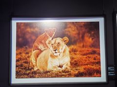 -罗红摄影艺术馆