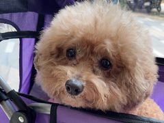 -宠物星动物医院·眼科·异宠·猫科(江南大道总院)