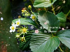 -大连北马山庄