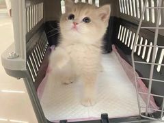 -lincat·猫舍(广州店)