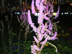 -深圳国际园林花卉博览园