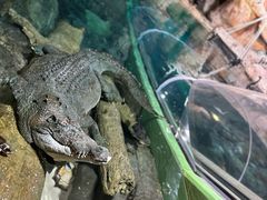 -上海海洋水族馆