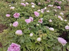 -洛阳市隋唐城遗址植物园