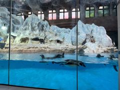 -帝企鹅自助餐厅•儿童岛•真企鹅(长隆企鹅酒店)