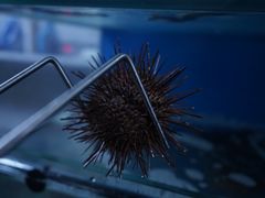 -海胆小馆(东北水饺·春柳店)