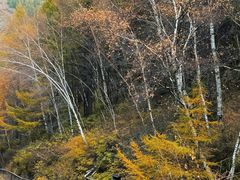 -苏木山森林公园