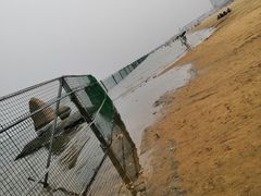 -碧海金沙