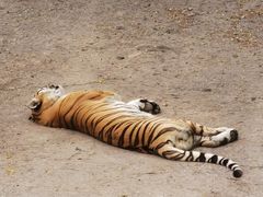 -大连森林动物园