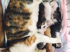 -安安宠医宠物医院·异宠·犬猫内科(岳阳分院)