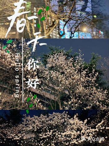 杭州街头的玉兰花开了,你闻到花香了吗?