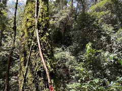 -云南屏边大围山国家公园