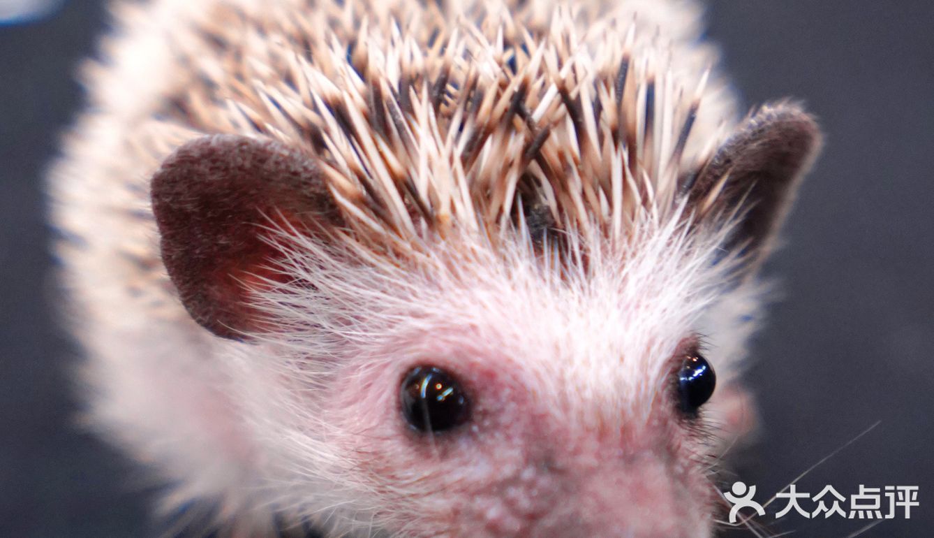 萌宠家族进商城了🔥还有二师兄🐷太可爱了‼️口水都从嘴角流了下来