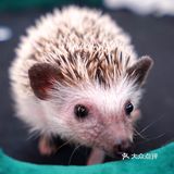 萌宠家族进商城了🔥还有二师兄🐷太可爱了‼️口水都从嘴角流了下来