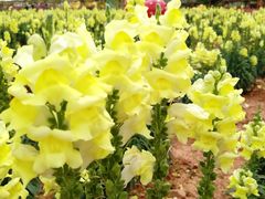 景点-盈香心动乐园