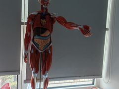-体博士·疼痛调理·体态矫正·运动康复中心(大望路华贸店)