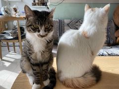 -平行世界·猫咖(首经贸店)
